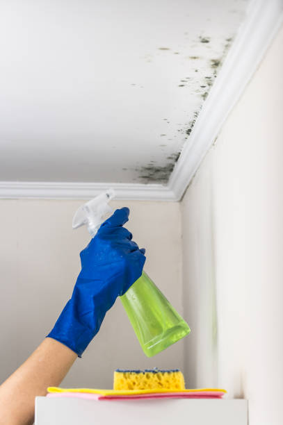 Best Basement Mold Remediation in New York Mills, NY