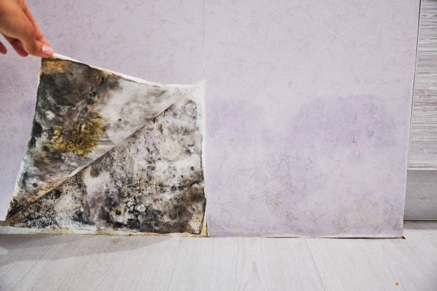 Best Bathroom Mold Remediation in New York Mills, NY